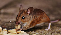 24 Hour & Emergency Exterminators in Nationwide Ins Co, NC